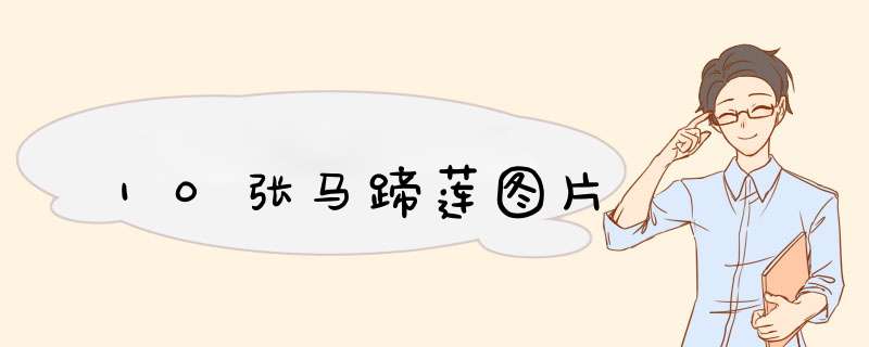 10张马蹄莲图片