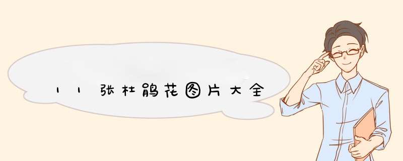 11张杜鹃花图片大全