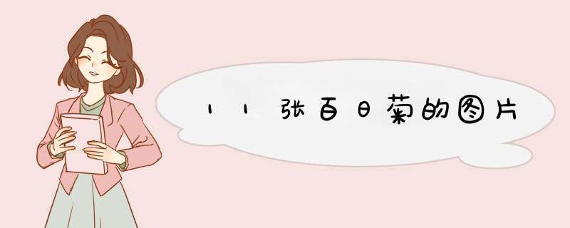 11张百日菊的图片
