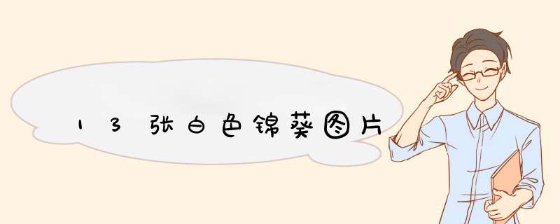 13张白色锦葵图片