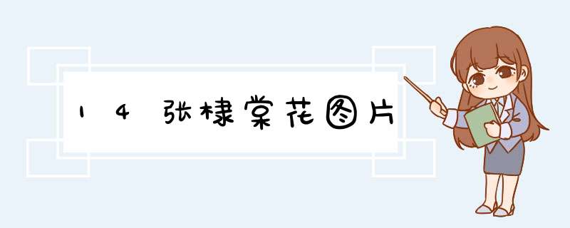 14张棣棠花图片