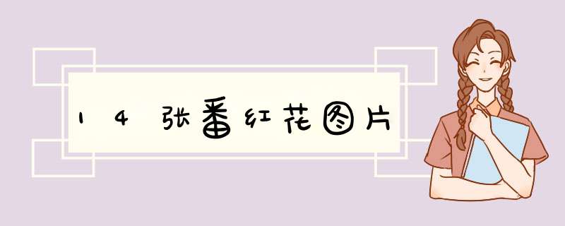 14张番红花图片