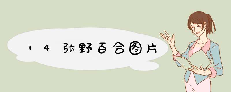 14张野百合图片