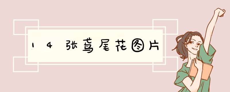 14张鸢尾花图片
