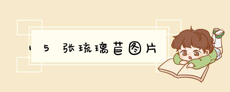 15张琉璃苣图片