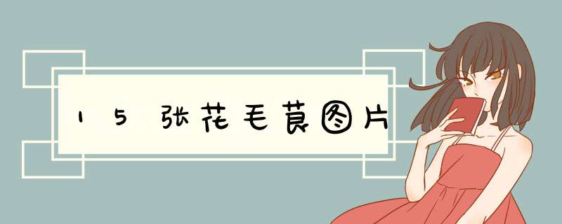 15张花毛茛图片