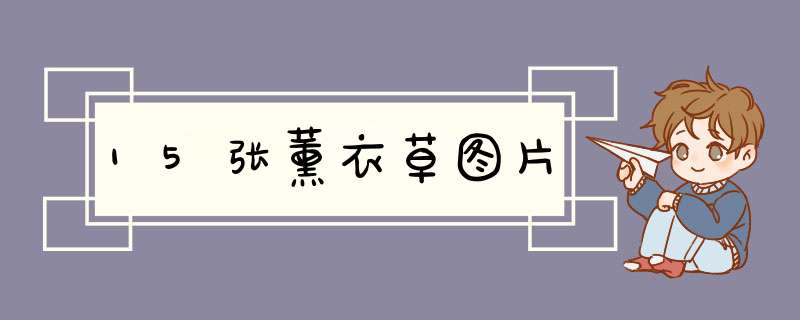 15张薰衣草图片