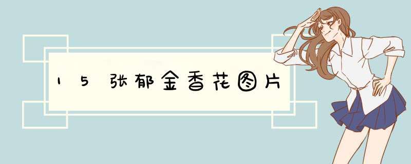 15张郁金香花图片