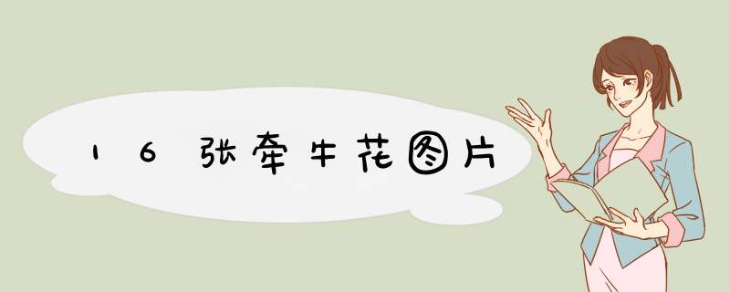 16张牵牛花图片