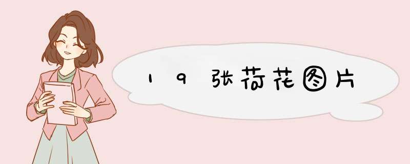 19张荷花图片