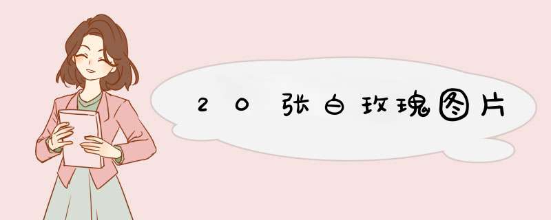 20张白玫瑰图片