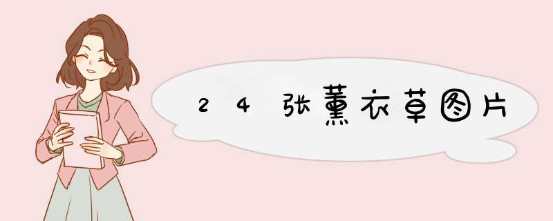 24张薰衣草图片