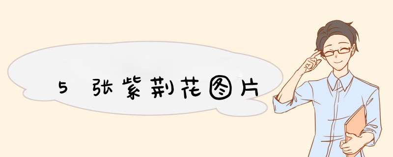 5张紫荆花图片
