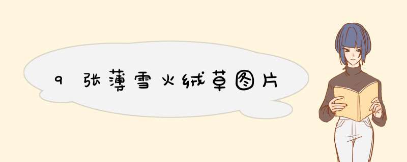 9张薄雪火绒草图片