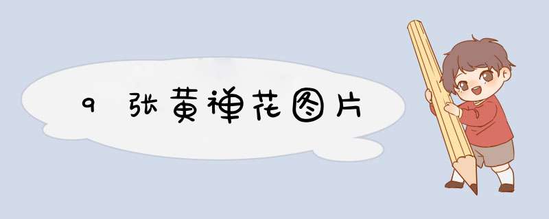 9张黄禅花图片