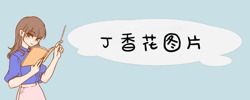 丁香花图片