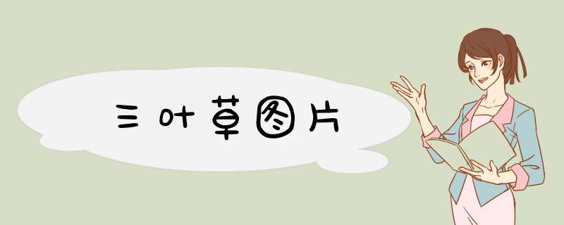 三叶草图片