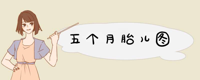 五个月胎儿图