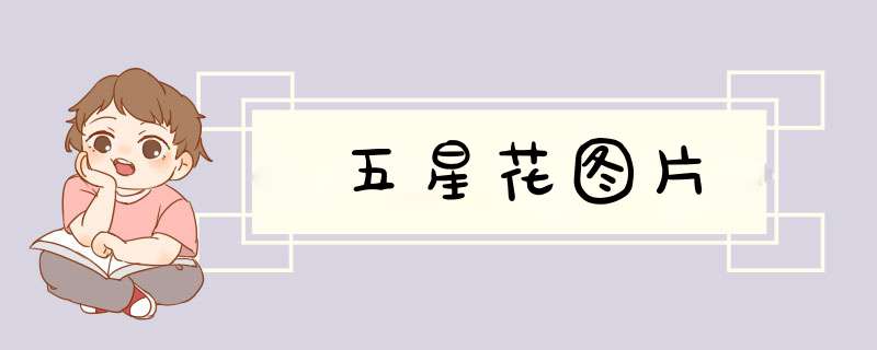 五星花图片
