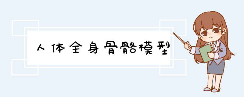 人体全身骨骼模型