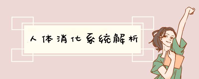 人体消化系统解析