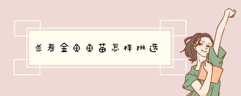 兰寿金鱼鱼苗怎样挑选