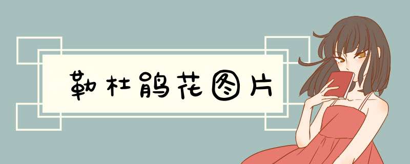 勒杜鹃花图片