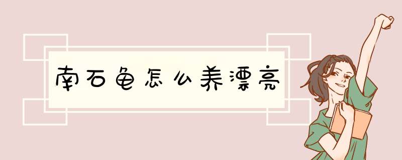 南石龟怎么养漂亮