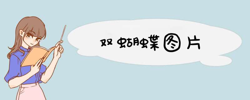 双蝴蝶图片