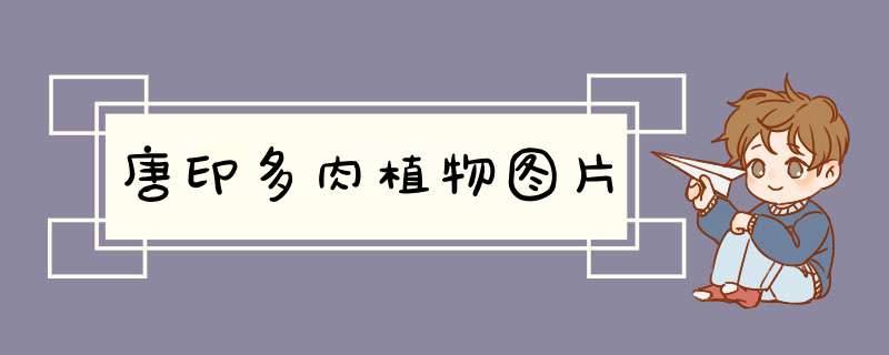 唐印多肉植物图片