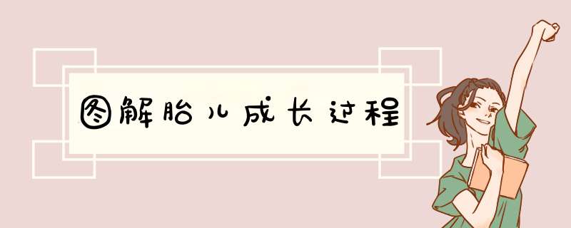 图解胎儿成长过程