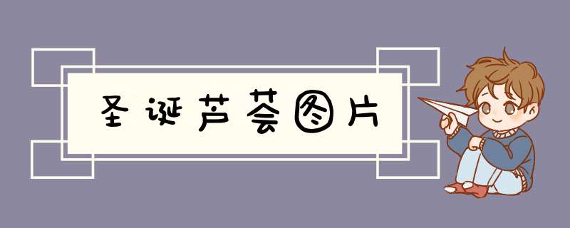 圣诞芦荟图片