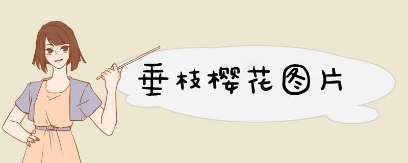 垂枝樱花图片