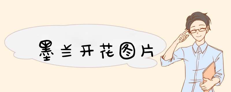 墨兰开花图片