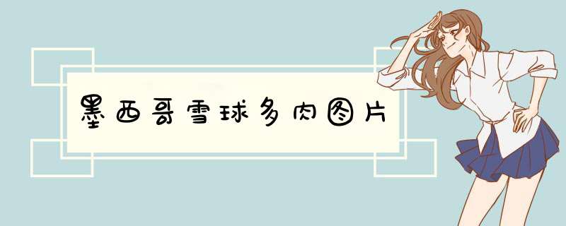墨西哥雪球多肉图片