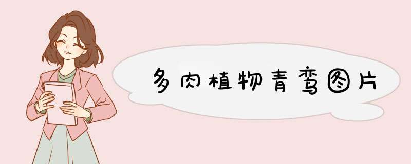 多肉植物青鸾图片