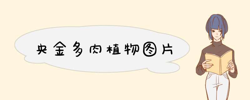 央金多肉植物图片
