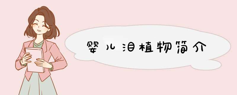 婴儿泪植物简介