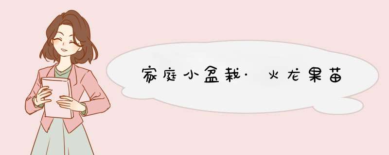 家庭小盆栽·火龙果苗
