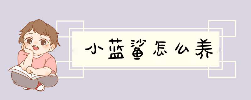 小蓝鲨怎么养