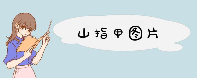 山指甲图片