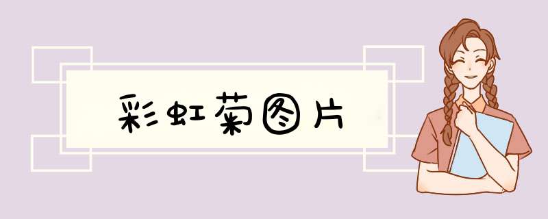 彩虹菊图片