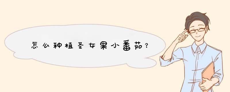怎么种植圣女果小番茄？