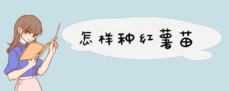 怎样种红薯苗