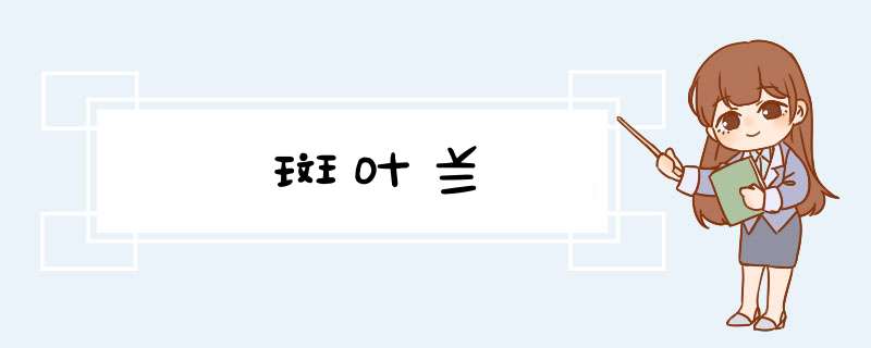 斑叶兰