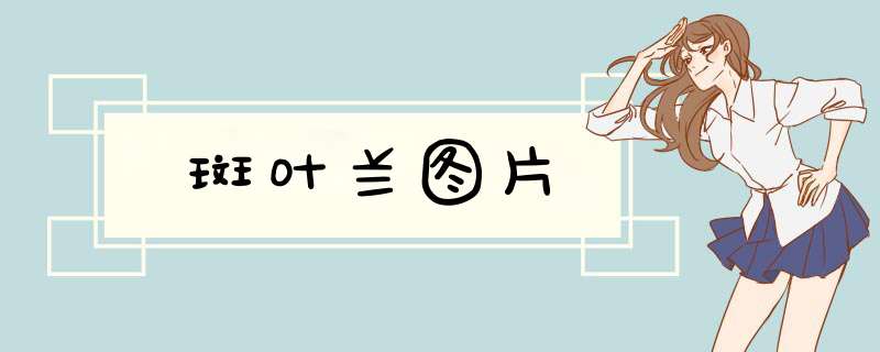 斑叶兰图片