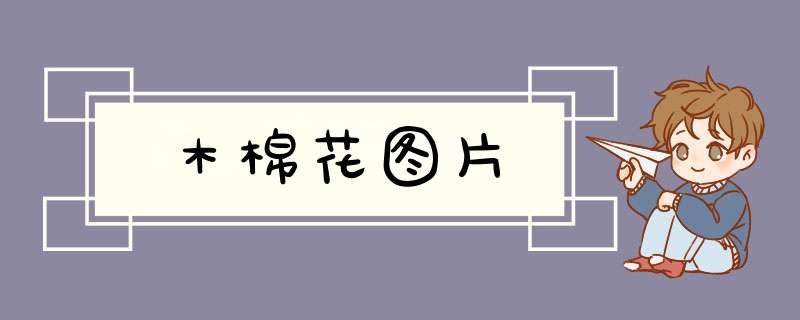 木棉花图片