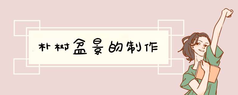 朴树盆景的制作
