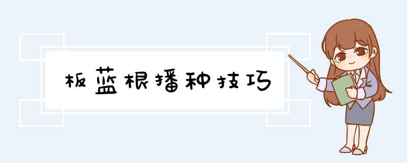 板蓝根播种技巧