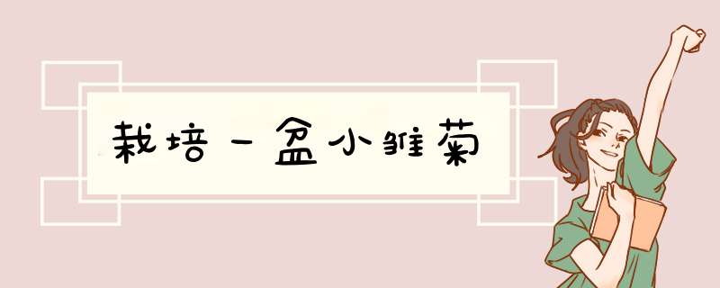 栽培一盆小雏菊